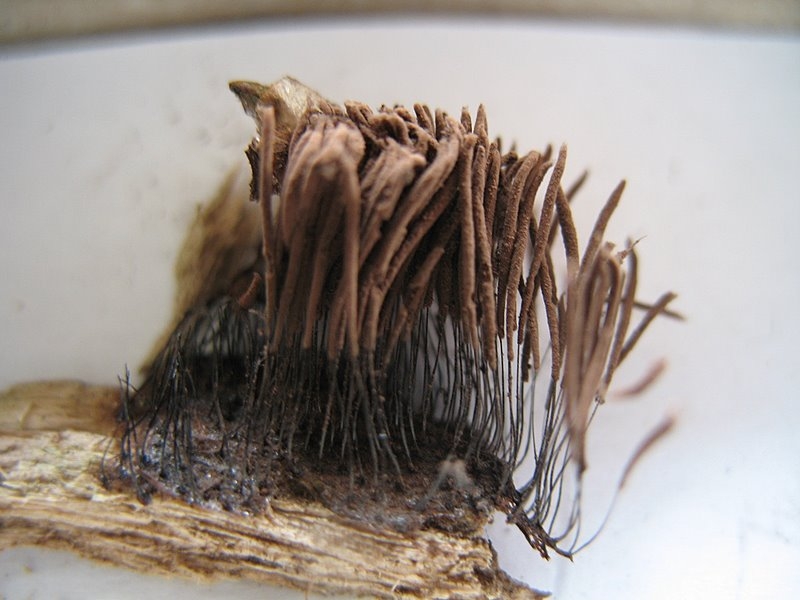 2008   Atelier myxo   Stemonitis axifera